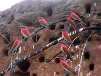 carmine_bee-eaters 