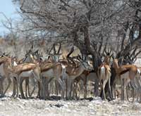 Etosha